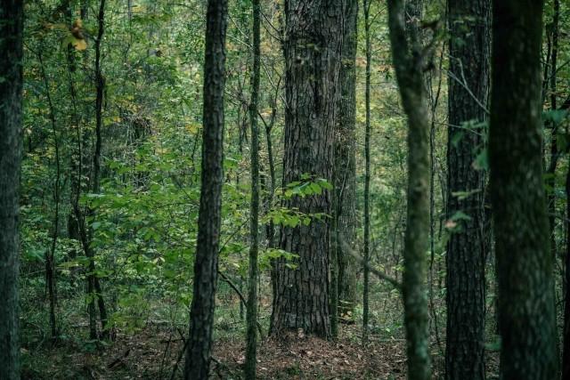 dense forest